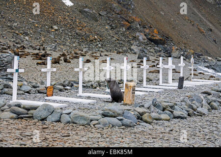 Antarktische Seebär (Arctocephalus Gazella), überqueren den Friedhof der argentinischen base Orcadas, Antarktis, Süd-Orkney-Inseln, Laurie Island