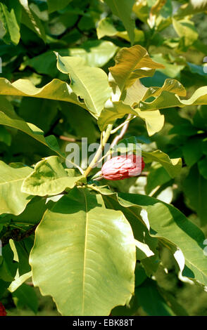 Regenschirm Magnolia, Umbrella Tree, Magnolia Sonnenschirm (Magnolia Tripetala) Fruchtkörper branch Stockfoto