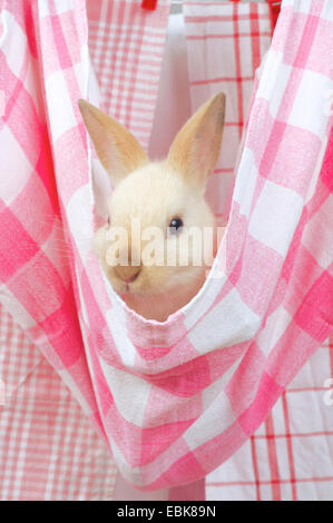 Netherland Dwarf (Oryctolagus Cuniculus F. Domestica), sitzen in einem Teatowel Clothline hängen Stockfoto