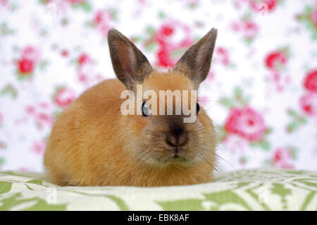 Netherland Dwarf (Oryctolagus Cuniculus F. Domestica), junge Kaninchen sitzen auf einem Kissen vor einer Blümchentapete Stockfoto