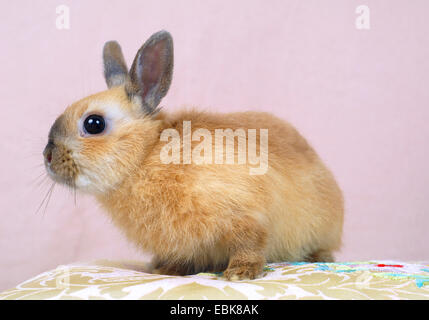 Netherland Dwarf (Oryctolagus Cuniculus F. Domestica), junge Kaninchen sitzen auf einem Kissen Stockfoto