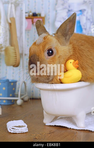 Netherland Dwarf (Oryctolagus Cuniculus F. Domestica), Kaninchen sitzen in einer Badewanne Stockfoto