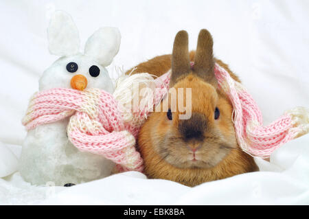 Netherland Dwarf (Oryctolagus Cuniculus F. Domestica), Kaninchen mit Schneehasen Stockfoto