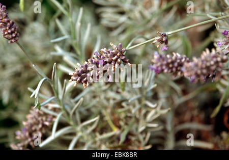 Spike Lavender, Heilpflanze, Heilpflanzen, Heilpflanze, Heilpflanzen, Kräuterkunde, Nutzpflanze, Nutzpflanzen, Homöopathie, traditionelle Medizin, Volksmedizin (Lavandula Latifolia, Lavandula Spica), mit Blumen und Früchten Stockfoto