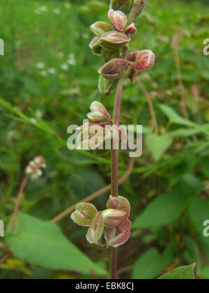 Klettern, Buchweizen, schwarz Ackerwinde (Fallopia Convolvulus, Polygonum Convolvulus, Bilderdykia Convolvulus), mit Früchten, Deutschland Stockfoto