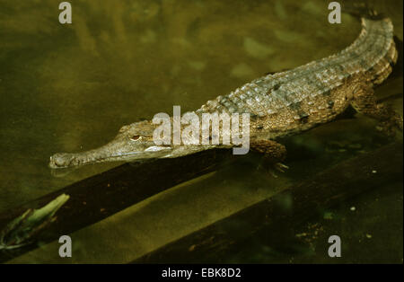 Australische Süßwasser Krokodil (Crocodylus Johnsoni), im Wasser liegend Stockfoto