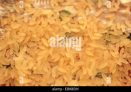 gemeinsame Reis (Oryza Sativa), Korn Reis o Schreibtisch, Langkornreis Stockfoto