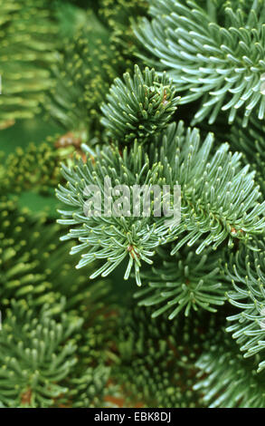 Edle Tanne, rote Tanne, Weißtanne (Abies Procera, Abies Nobilis), Zweige Stockfoto