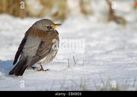 Wacholderdrossel (Turdus Pilaris), sitzt auf einem Schneefeld zerzauste, Deutschland, Schleswig-Holstein Stockfoto