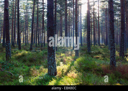 Föhre, Scots Kiefer (Pinus Sylvestris), Pinienwald in Morgen Licht, Großbritannien, Schottland, Cairngorm National Park Stockfoto