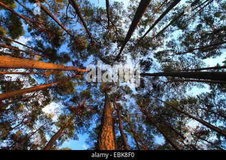 Föhre, Scots Kiefer (Pinus Sylvestris), Blick in die Baumwipfel, Großbritannien, Schottland, Cairngorm National Park Stockfoto