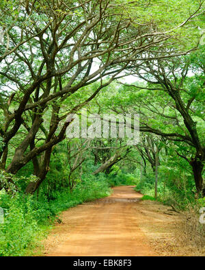 Feldweg durch dichten Regenwald in Sri Lanka Stockfoto
