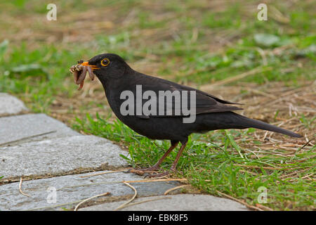 Amsel (Turdus Merula), männliche mit Wurm in seinen Schnabel, Deutschland, Bayern Stockfoto