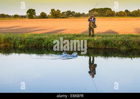 Regenbogenforelle (Oncorhynchus Mykiss, Salmo Gairdneri), gefangen von einem Fliegenfischer, Deutschland, Bayern Stockfoto