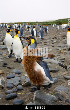 König (Aptenodytes Patagonicus), Pinguin Kolonie am Strand mit einem Mauser Jungvogel in den Vordergrund, Suedgeorgien, Salisbury Plains Stockfoto