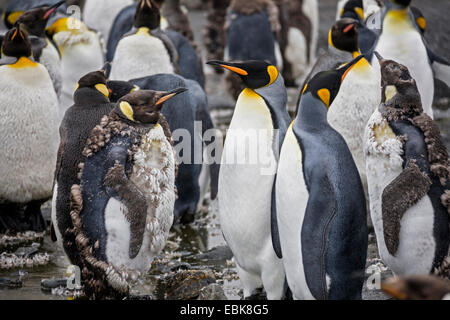 König (Aptenodytes Patagonicus), Pinguin Kolonie am Strand mit Mauser der Jungvögel, Suedgeorgien, Salisbury Plains Stockfoto