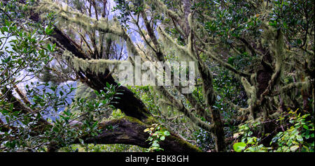 Lorbeerwald in den Bergen der Garajonay Nationalpark, Gomera, Gomera, Kanarische Inseln Stockfoto