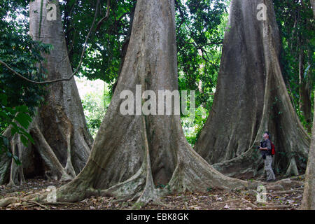 Tropischer Baum mit Strebepfeiler Wurzeln, Thailand, Khao Sok Nationalpark Stockfoto