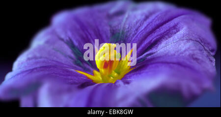 Blaues Solanum-Strauch (Solanum Rantonnetii, Lycianthes Rantonnetii), einzelne Blume Stockfoto