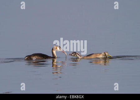 Great crested Grebe (Podiceps Cristatus), Fütterung ein Jungtier mit ein Rotauge, Dorfen, See Chiemsee, Bayern, Deutschland Stockfoto