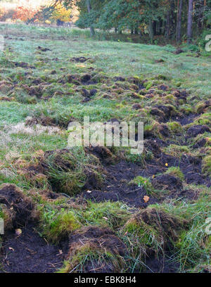 Wildschwein, Schwein, Wildschwein (Sus Scrofa), Schäden durch Spiel, Deutschland, Niedersachsen Stockfoto