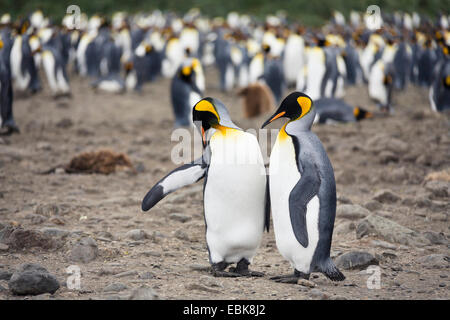 King Penguin (Aptenodytes Patagonicus), paar in einer Zucht Kolonie, Suedgeorgien, Salisbury Plains Stockfoto