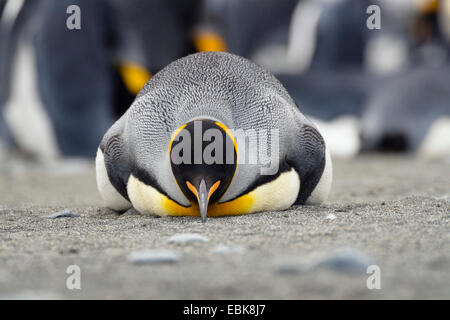 King Penguin (Aptenodytes Patagonicus), auf dem Bauch in eine Zucht Kolonie, Suedgeorgien, Salisbury Plains Stockfoto