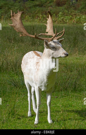 Damhirsch (Dama Dama, Cervus Dama), weiße Morphe eines Hirsches Stockfoto