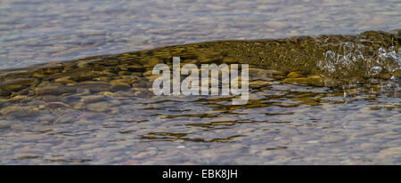 Düster, Donau Danube Ukelei, Shemaya (Chalcalburnus Chalcoides Mento), einige Jungtiere schwimmen in einer Welle an einem Flussufer, Dorfen, See Chiemsee, Bayern, Deutschland Stockfoto