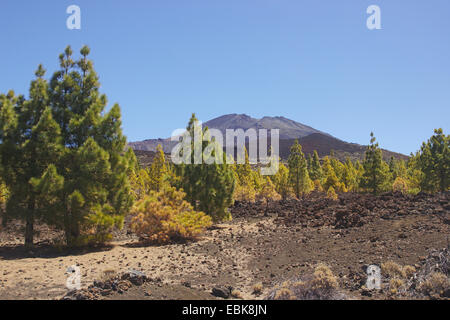 Kanarische Kiefer (Pinus Canariensis), Kiefernwald am Pico Viejo, Kanaren, Teneriffa, Teide-Nationalpark Stockfoto