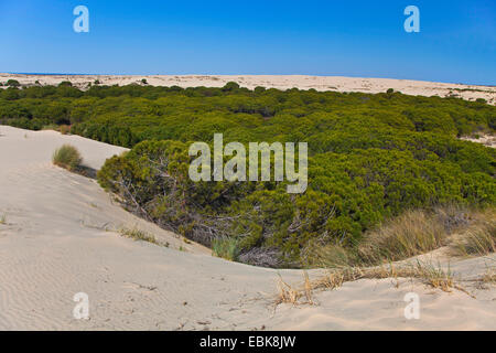 wandernde Sanddüne eingecremt einem Pinienwald, Spanien, Andalusien, Coto De Donana Nationalpark Stockfoto