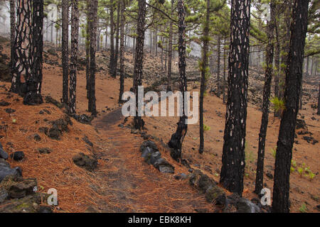 Kanarische Kiefer (Pinus Canariensis), Pfad im Pinien Wald, Kanarische Inseln, La Palma, Ruta De Los Volcanes Stockfoto