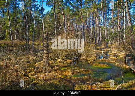 Föhre, Scots Kiefer (Pinus Sylvestris), Hügel Moor und Wald, Deutschland Stockfoto