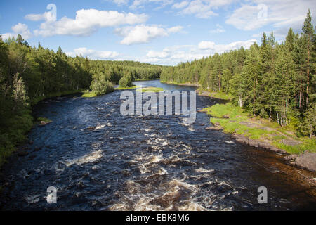 Fluss mit kastanienbraunen Wasser läuft durch einen urzeitlichen Pinienwald, Russland, Karelien, Keret Fluss Stockfoto