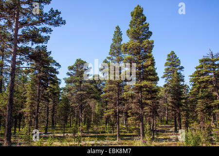 Kiefer, Föhre (Pinus Sylvestris), Urwald mit sehr alten Menschen, Russland, Kolahalbinsel, Varzuga Scotch Stockfoto