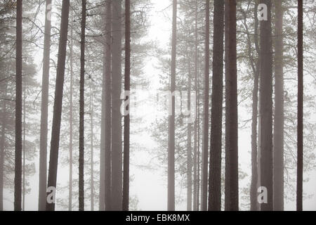 Föhre, Kiefer (Pinus Sylvestris), nebligen Wald im Herbst, Großbritannien, Schottland, Cairngorm National Park Stockfoto