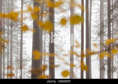 Föhre, Kiefer (Pinus Sylvestris), nebligen Wald im Herbst, Großbritannien, Schottland, Cairngorm National Park Stockfoto