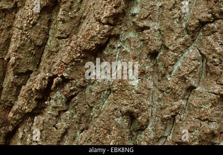Türkei-Eiche (Quercus Cerris), Rinde Stockfoto