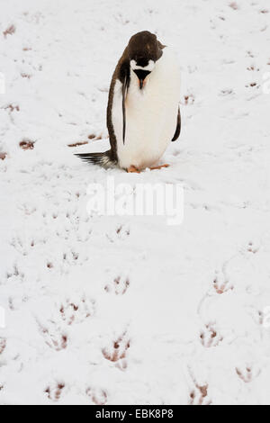 Gentoo Penguin (Pygoscelis Papua), Blick auf die Fußspuren im Schnee, Antarktis Stockfoto