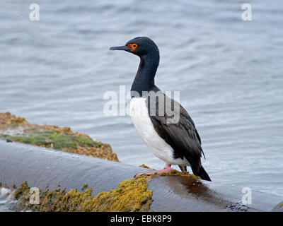 Magellan Kormoran (Phalacrocorax Magellanicus), stehend auf den Ozean, Falklandinseln, East Falkland-Inseln Stockfoto