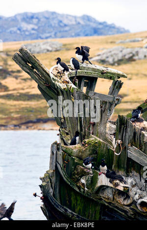 Magellan Kormoran (Phalacrocorax Magellanicus), vögelt Rock Zucht auf Schiffbruch, Falkland-Inseln, East Falkland-Inseln Stockfoto