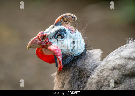 behelmte Perlhühner (Numida Meleagris), portrait Stockfoto