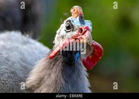 behelmte Perlhühner (Numida Meleagris), portrait Stockfoto