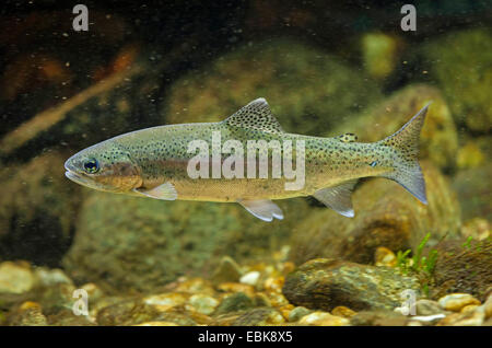 Regenbogenforelle (Oncorhynchus Mykiss, Salmo Gairdneri), Schwimmen in den Kies Boden eines Flusses Stockfoto