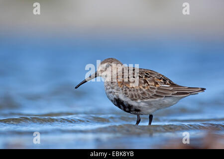Alpenstrandläufer (Calidris Alpina) in vergänglichen Gefieder auf den Feed, Deutschland Stockfoto