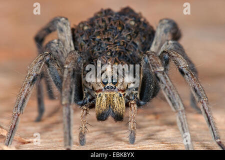 Falsche Tarantel (Hogna Radiata, Lycosa Radiata, Tarantula Balearica), Weibchen mit Jungtieren auf dem Rücken, Frankreich, Corsica Stockfoto