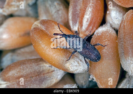 Weizen-Rüsselkäfer, Getreidespeicher Rüsselkäfer, Korn Rüsselkäfer (Sitophilus Granarius, Calandra Canaria, Curculio Contractus), ernähren sich von Weizenkörnern, Deutschland Stockfoto