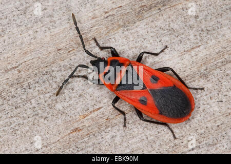 Pyrrhocorid Bug, Red Bug, Firebug (Scantius Aegyptius, Lodosiana Aegyptius), sitzen auf Holz, Frankreich, Corsica Stockfoto