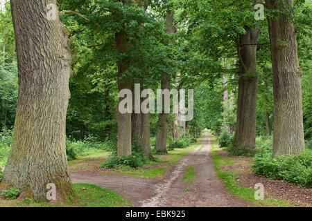 Eiche (Quercus spec.), alten Eichen in einer Allee, Deutschland Stockfoto