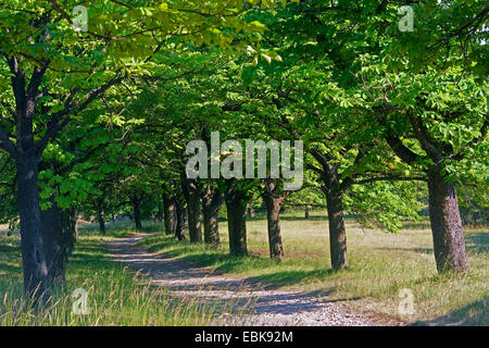 gemeinsamen Pferd Kastanie (Aesculus Hippocastanum), Rosskastanie Gasse in Kyffhaeuser, Deutschland, Thüringen Stockfoto